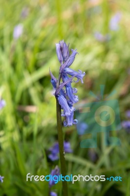 Bluebell Stock Photo