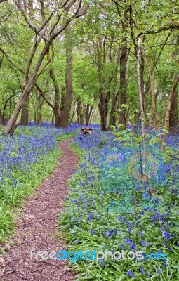 Bluebell Woods Stock Photo