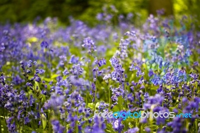 Bluebells Stock Photo