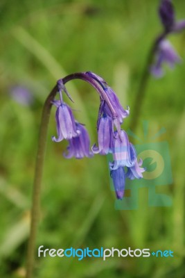 Bluebells Stock Photo