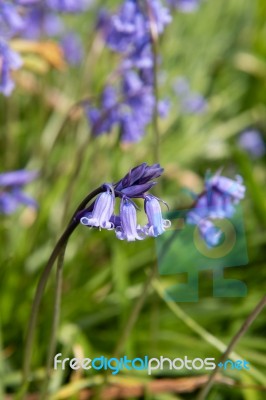 Bluebells Stock Photo