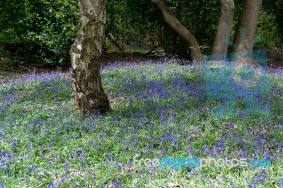 Bluebells In Full Bloom Stock Photo