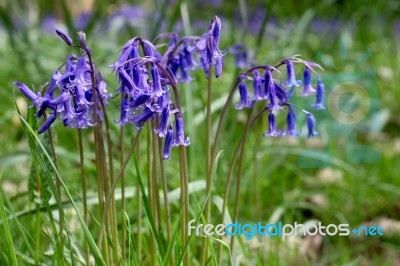 Bluebells In Full Bloom Stock Photo