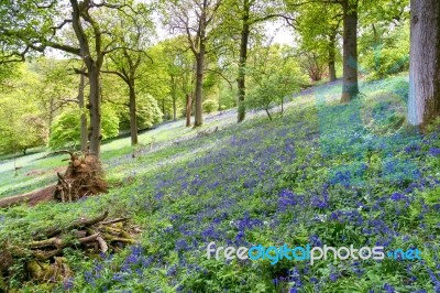 Bluebells In Full Bloom Stock Photo