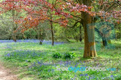 Bluebells In Full Bloom Stock Photo