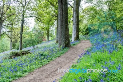 Bluebells In Full Bloom Stock Photo