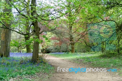 Bluebells In Full Bloom Stock Photo