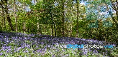 Bluebells In Staffhurst Woods Near Oxted Surrey Stock Photo