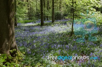 Bluebells In Staffhurst Woods Near Oxted Surrey Stock Photo