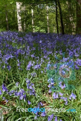 Bluebells In Staffhurst Woods Near Oxted Surrey Stock Photo