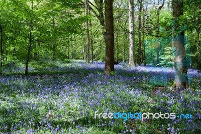 Bluebells In Staffhurst Woods Near Oxted Surrey Stock Photo