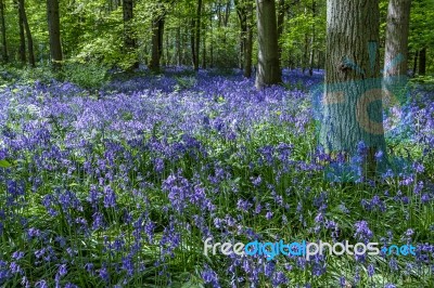 Bluebells In Staffhurst Woods Near Oxted Surrey Stock Photo