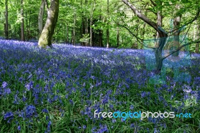 Bluebells In Staffhurst Woods Near Oxted Surrey Stock Photo