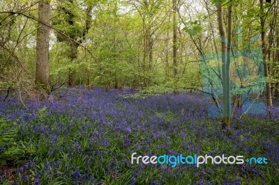 Bluebells In Staffhurst Woods Near Oxted Surrey Stock Photo