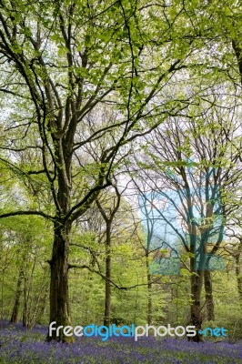 Bluebells In Staffhurst Woods Near Oxted Surrey Stock Photo