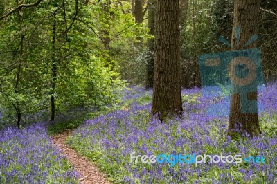 Bluebells In Staffhurst Woods Near Oxted Surrey Stock Photo