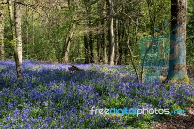 Bluebells In Staffhurst Woods Near Oxted Surrey Stock Photo