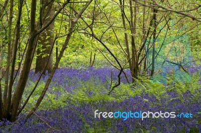 Bluebells In Staffhurst Woods Near Oxted Surrey Stock Photo