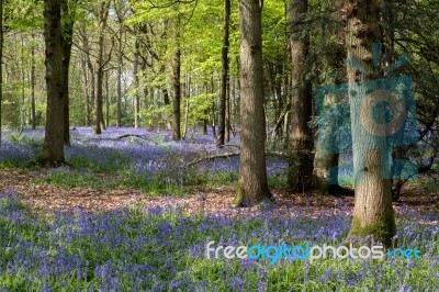 Bluebells In Staffhurst Woods Near Oxted Surrey Stock Photo