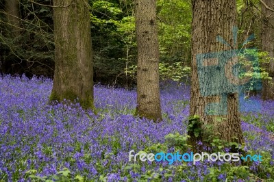 Bluebells In Staffhurst Woods Near Oxted Surrey Stock Photo