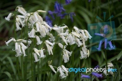 Bluebells In Staffhurst Woods Near Oxted Surrey Stock Photo