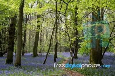 Bluebells In Staffhurst Woods Near Oxted Surrey Stock Photo