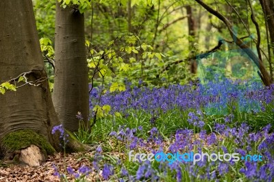 Bluebells In Staffhurst Woods Near Oxted Surrey Stock Photo