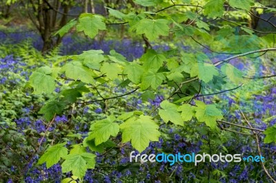 Bluebells In Staffhurst Woods Near Oxted Surrey Stock Photo