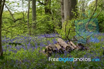 Bluebells In Staffhurst Woods Near Oxted Surrey Stock Photo