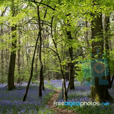 Bluebells In Staffhurst Woods Near Oxted Surrey Stock Photo