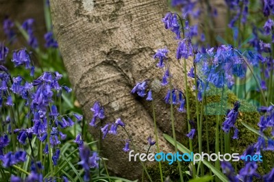 Bluebells In Staffhurst Woods Near Oxted Surrey Stock Photo