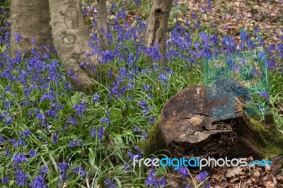 Bluebells In Staffhurst Woods Near Oxted Surrey Stock Photo