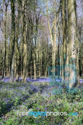 Bluebells In Wepham Wood Stock Photo