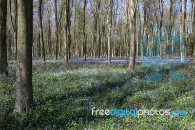 Bluebells In Wepham Wood Stock Photo