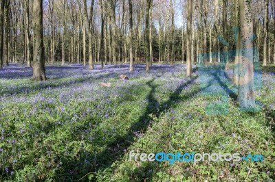 Bluebells In Wepham Wood Stock Photo