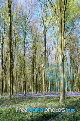 Bluebells In Wepham Wood Stock Photo