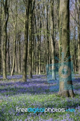 Bluebells In Wepham Wood Stock Photo