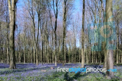 Bluebells In Wepham Wood Stock Photo