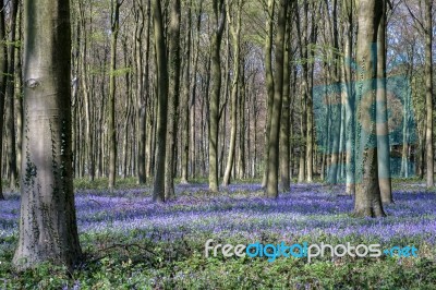 Bluebells In Wepham Wood Stock Photo