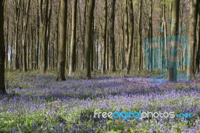 Bluebells In Wepham Wood Stock Photo