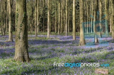 Bluebells In Wepham Wood Stock Photo