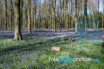 Bluebells In Wepham Wood Stock Photo