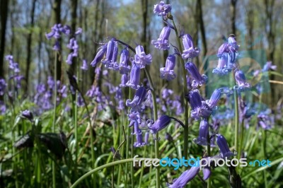 Bluebells In Wepham Wood Stock Photo