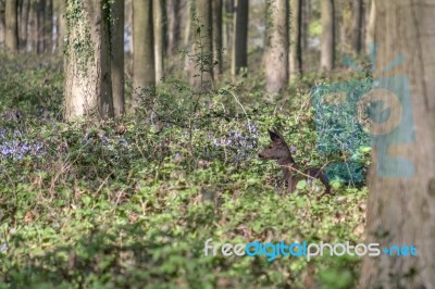 Bluebells In Wepham Wood Stock Photo