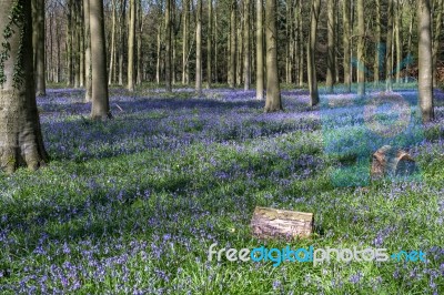 Bluebells In Wepham Wood Stock Photo