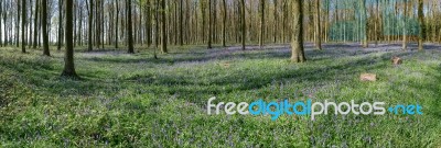 Bluebells In Wepham Wood Stock Photo