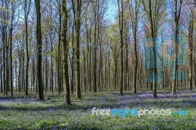 Bluebells In Wepham Wood Stock Photo