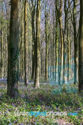 Bluebells In Wepham Wood Stock Photo