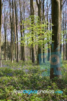 Bluebells In Wepham Wood Stock Photo