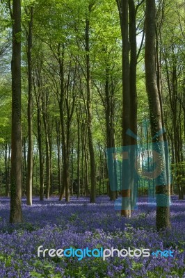 Bluebells In Wepham Woods Stock Photo